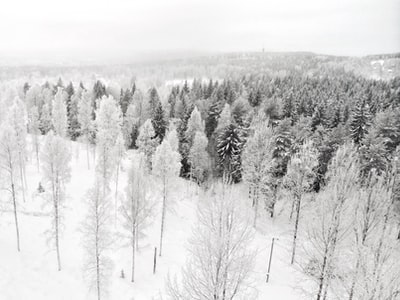 白天白雪覆盖松树的航空摄影